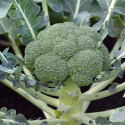 Brokuł Monaco F1 2500 nasion st